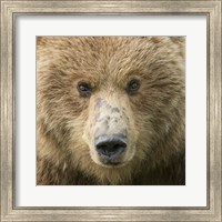 Bear Life I Fine Art Print