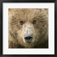 Bear Life I Fine Art Print