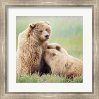 Bear Life II Fine Art Print