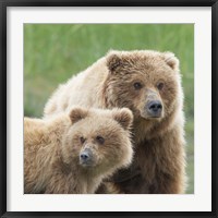 Bear Life III Fine Art Print