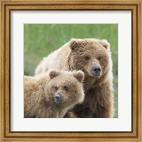 Bear Life III Fine Art Print