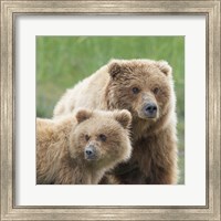 Bear Life III Fine Art Print