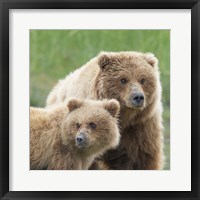 Bear Life III Fine Art Print