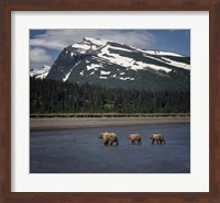 Bear Life V Fine Art Print