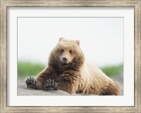 Bear Life VI Fine Art Print