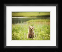 Bear Life VII Fine Art Print