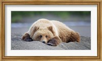 Bear Life X Fine Art Print