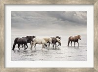 Water Horses IV Fine Art Print