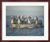Water Horses VI Fine Art Print