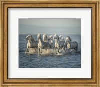 Water Horses VI Fine Art Print