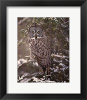 Owl in the Snow I Fine Art Print