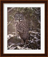 Owl in the Snow I Fine Art Print