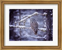 Owl in the Snow II Fine Art Print