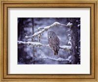 Owl in the Snow II Fine Art Print
