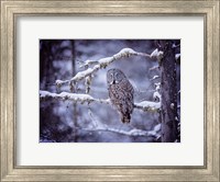 Owl in the Snow II Fine Art Print