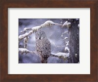 Owl in the Snow III Fine Art Print