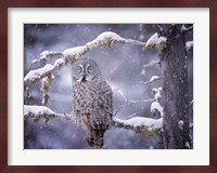 Owl in the Snow III Fine Art Print