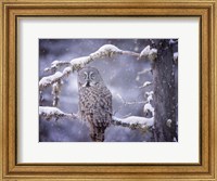 Owl in the Snow III Fine Art Print