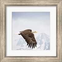 Majestic Eagle I Fine Art Print