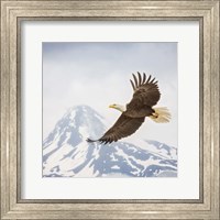 Majestic Eagle II Fine Art Print