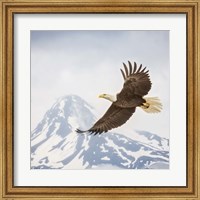 Majestic Eagle II Fine Art Print