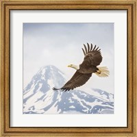 Majestic Eagle II Fine Art Print