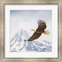 Majestic Eagle II Fine Art Print