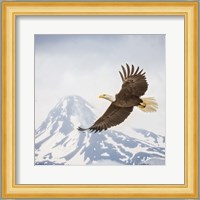 Majestic Eagle II Fine Art Print