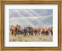 Sunkissed Horses III Fine Art Print