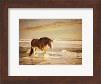 Sunkissed Horses V Fine Art Print