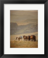 Sunkissed Horses VI Fine Art Print