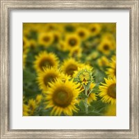 Wild III Fine Art Print