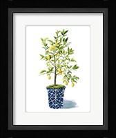 Fruit Tree II Framed Print