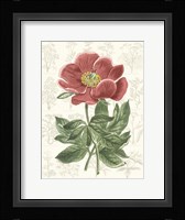 Peony Flower Garden II Framed Print