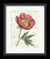 Peony Flower Garden III Framed Print