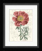 Peony Flower Garden IV Framed Print