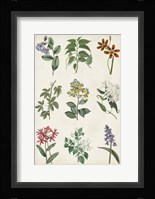 Botanical Chart I Fine Art Print