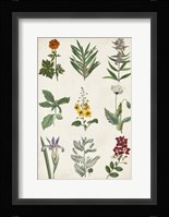 Botanical Chart II Fine Art Print