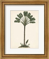 Palm Tree Study I Fine Art Print