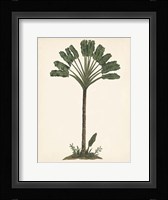 Palm Tree Study I Framed Print