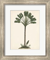Palm Tree Study I Fine Art Print
