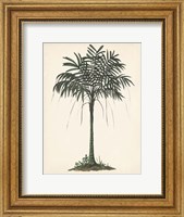 Palm Tree Study II Fine Art Print