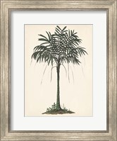 Palm Tree Study II Fine Art Print