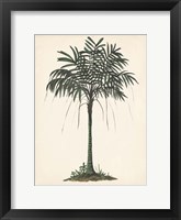 Palm Tree Study II Framed Print