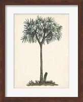 Palm Tree Study III Fine Art Print