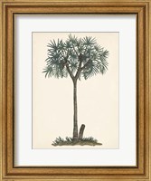 Palm Tree Study III Fine Art Print