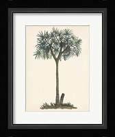 Palm Tree Study III Framed Print