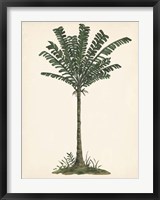 Palm Tree Study IV Fine Art Print