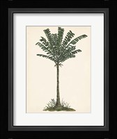 Palm Tree Study IV Framed Print