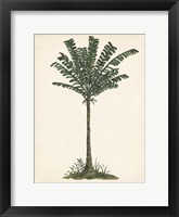 Palm Tree Study IV Framed Print